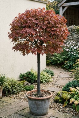 Acer palmatum 'Skeeter's Broom' Sur tige