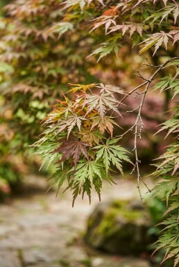 Acer palmatum 'Skeeter's Broom' Érable en écran
