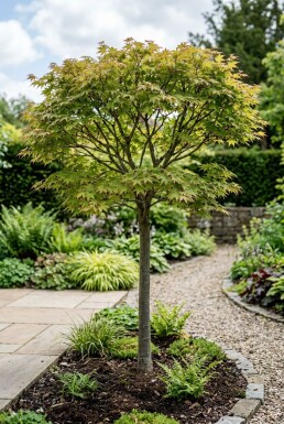 Acer palmatum 'Starfish' Demi-tige