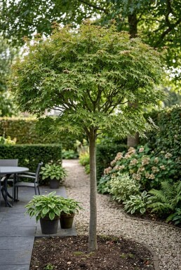 Acer palmatum 'Starfish' Demi-tige