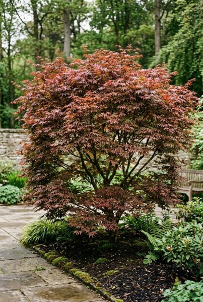 Acer palmatum 'Sumi-nagashi' Arbuste