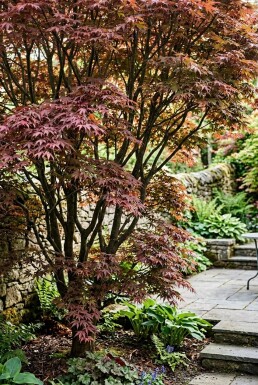 Acer palmatum 'Sumi-nagashi' Arbuste