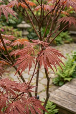 Acer palmatum 'Sumi-nagashi' Arbuste