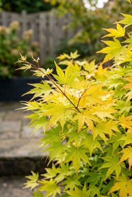 Acer palmatum 'Summer Gold' Arbuste
