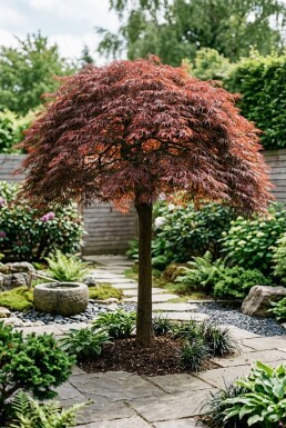 Acer palmatum 'Tamukeyama' Demi-tige