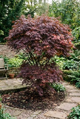 Acer palmatum 'Tamukeyama' Arbuste