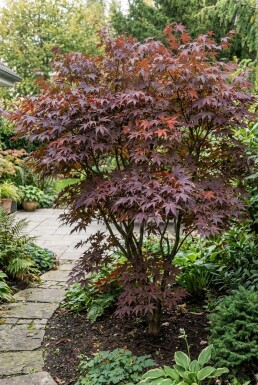 Acer palmatum 'Tamukeyama' Arbuste