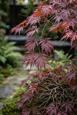 Acer palmatum 'Tamukeyama' Arbuste