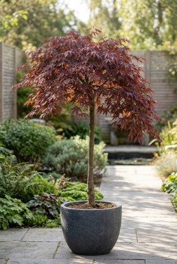 Acer palmatum 'Tamukeyama' sur tige