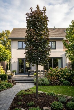 Acer platanoides 'Crimson Sentry' Sur tige