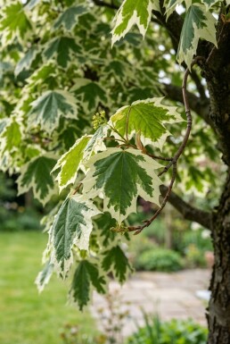 Acer platanoides 'Drummondii' Sur tige