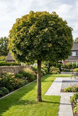 Acer platanoides 'Globosum' sur tige