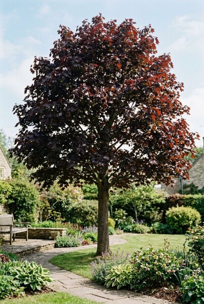 Acer platanoides 'Royal Red' Sur tige
