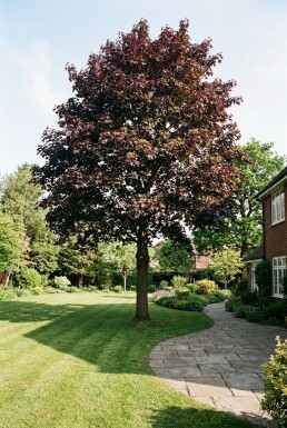 Acer platanoides 'Royal Red' Sur tige