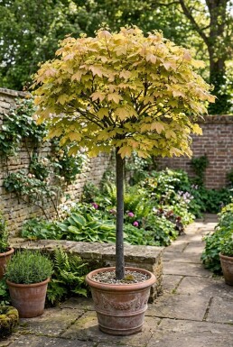 Acer pseudoplatanus 'Brilliantissimum' sur tige