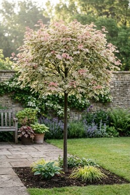 Acer pseudoplatanus 'Simon-Louis Frères' sur tige
