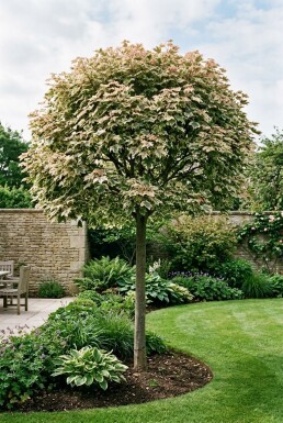 Acer pseudoplatanus 'Simon-Louis Frères' sur tige