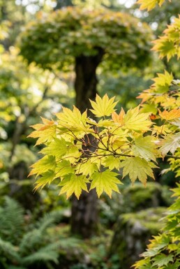 Acer shirasawanum 'Jordan' sur tige