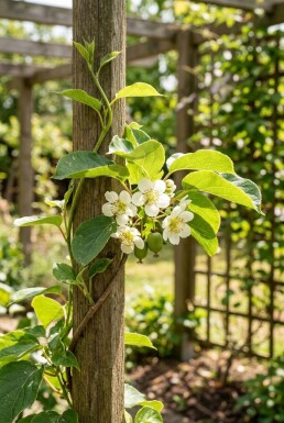 Actinidia arguta 'Geneva' Tige