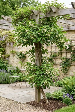 Actinidia arguta 'Issai' Stok
