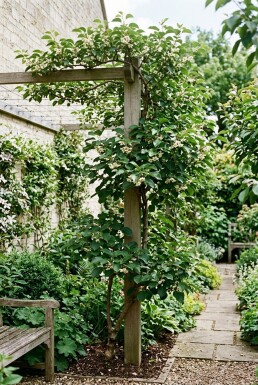 Actinidia arguta 'Issai' Stok