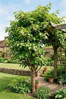 Actinidia arguta 'Jumbo' avec tuteur