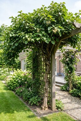 Actinidia arguta 'Jumbo' avec tuteur