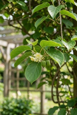 Actinidia arguta 'Jumbo' avec tuteur