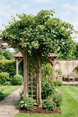 Actinidia arguta 'Weiki' Tige