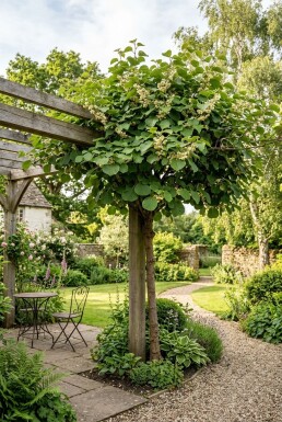 Actinidia chinensis 'Atlas' Tige