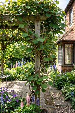 Actinidia chinensis 'Golden Kiwi' Tige