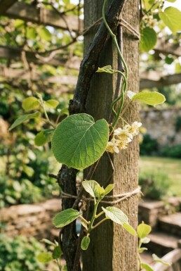 Actinidia chinensis 'Hayward' Tige