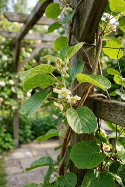 Actinidia chinensis 'Jenny'