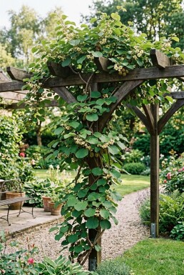 Actinidia chinensis 'Jenny' Support pour plante grimpante