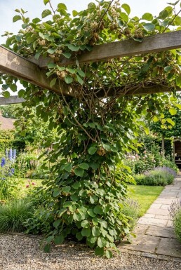 Actinidia chinensis 'Jenny' Support pour plante grimpante