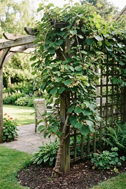 Actinidia deliciosa Stok