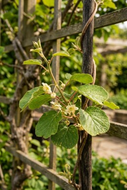 Actinidia deliciosa Stok