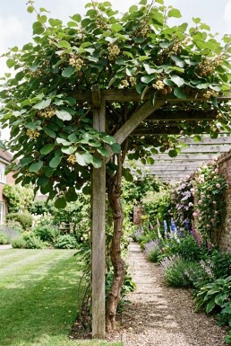 Actinidia deliciosa 'Hayward' Tige