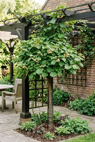 Actinidia deliciosa 'Solo' Tige