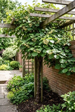 Actinidia deliciosa 'Solo' Tige