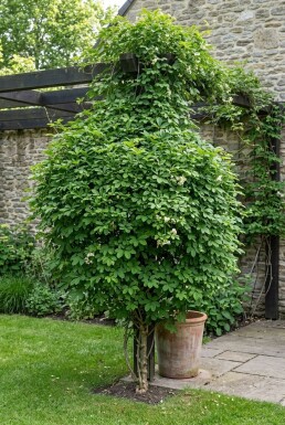 Akebia quinata 'Cream Form' Stok