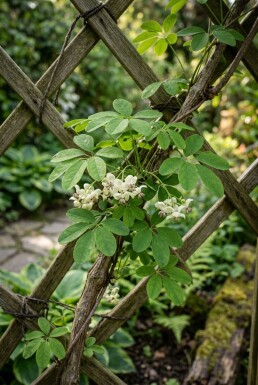 Akebia quinata 'Cream Form' Stok