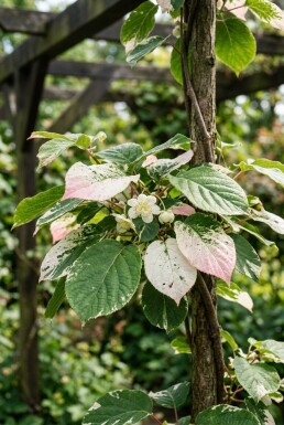 Actinidia kolomikta sur tuteur