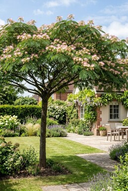Albizia julibrissin 'Ombrella' Sur tige