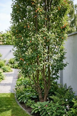 Amelanchier canadensis 'Rainbow Pillar' Multitronc
