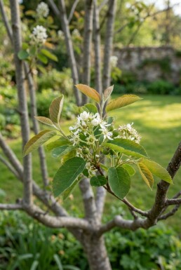 Amelanchier canadensis 'Rainbow Pillar' Multitronc