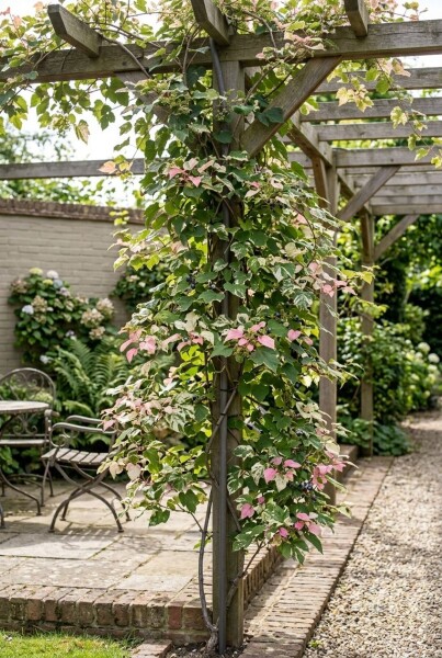 Ampelopsis glandulosa 'Elegans' Tige