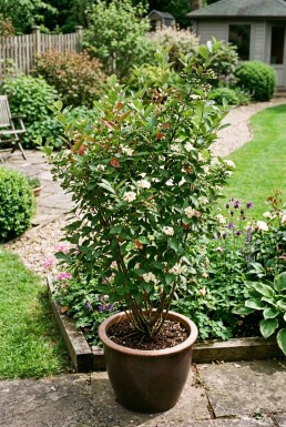 Aronia melanocarpa Arbuste C5