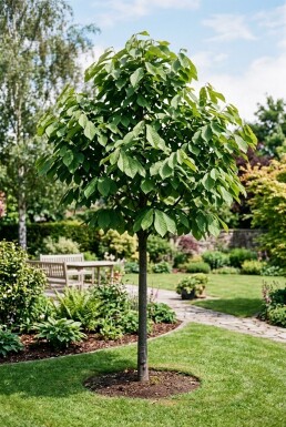 Asimina triloba Haute-tige