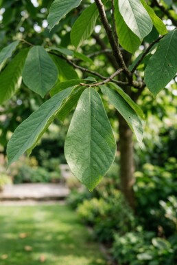 Asimina triloba Haute-tige